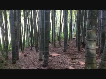 【癒し系ＢＧＭ】　竹林①　風音　虫の声　【自然音】　Bamboo forest