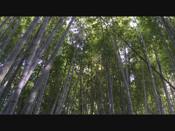 【癒し系ＢＧＭ】　竹林②　風音　虫の声　【自然音】　Bamboo forest