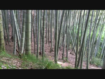 【癒し系ＢＧＭ】　竹林③　風音　虫の声　【自然音】　Bamboo forest