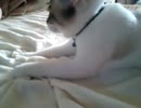 うちの猫：メイちゃんミクちゃん　４３　メイちゃんが揉んでやるにゃ