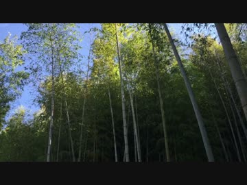 【癒し系ＢＧＭ】　竹林⑤　風音　虫の声　【自然音】　Bamboo forest