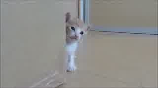 保護猫赤ちゃん、愛くるしい眼でこちらに何かを訴えるww
