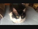 うちのもう一匹の猫の寝姿を様子を撮影してみた（９月１３日）