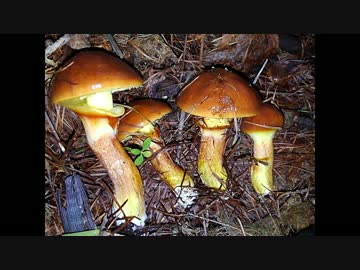 【道民ホイホイ】ラクヨウ食べるかい？【秋の膳】