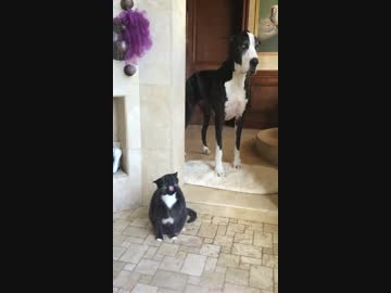 シャワーを浴びる猫。背後に犬