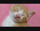 保護猫赤ちゃん「ルゥ」面白ポーズで爆睡zzz