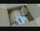 保護猫赤ちゃん「ルゥ」箱の中で爆睡中zzz