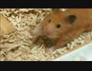 【第80回】 キンクマハムスター「ひま」、びよーんと伸びる！