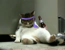 おじ猫の画像集