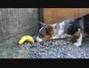 コーギー子犬 vs バナナ型汎用おもちゃ Corgi & Banana Toy