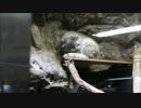 【うまるじゃないよ！】マヌルにゃんこ【マヌルだよ！】