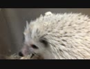 ハリネズミ の 寂しさ
