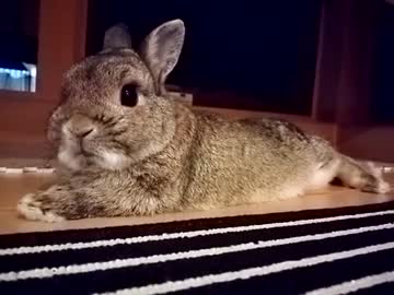 仔うさぎ成長日記（2）生後8日目～14日目