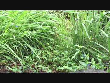 【癒し系ＢＧＭ】 ツユクサとリアル雨音①　【自然音】