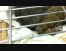 デグーマウス　テスト動画