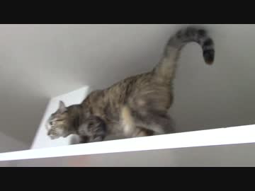 拾いねこ＠生後1168/1135日目　キャットウォークを優雅に歩く月音さん