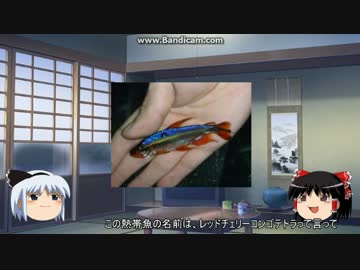 【ゆっくり解説】～ゆっくり熱帯魚紹介～【アフリカンテトラ編第三弾】