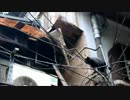 猫の綱渡り！