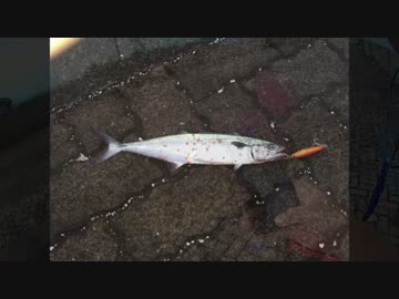 休日は魚釣りに出かけよう Part27 後編