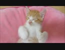 保護猫赤ちゃん「ルゥ」寝る寸前zzz