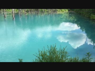 【癒し系】　青い池③　北海道　【絶景】　Blue pond