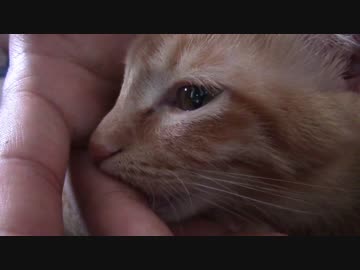 ねこねこがやってきた part１２