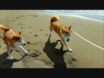 波打ち際ではしゃぐ柴犬ひかいち
