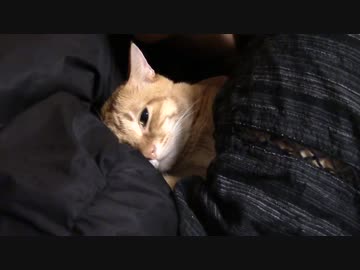 拾いねこ＠生後1169/1136日目　おっさんに押し倒されてジト目のアコさん