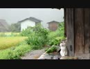 雨の音