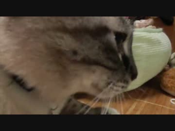 家猫生活３年９ヶ月初めて病院に行ったジャンくん