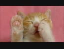 保護猫赤ちゃん「ルゥ」、肉球吸ったまま就寝zzz