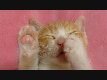 保護猫赤ちゃん「ルゥ」、肉球吸ったまま就寝zzz