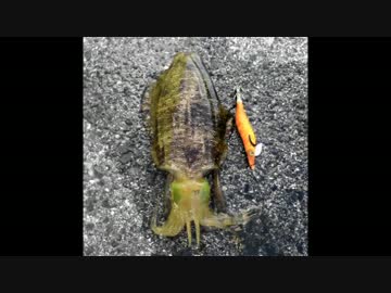 エギングのススメ　part2　