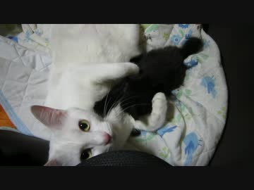 【ぬこ動画】しろくろショョー