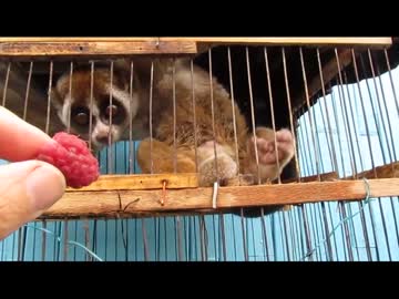 ラズベリーを食べるスローロリス