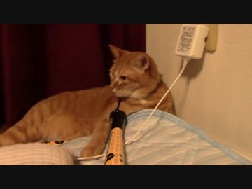 拾いねこ＠生後1170/1137日目　ホークスついにM1ですねー。