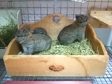 仔うさぎ成長日記（3）