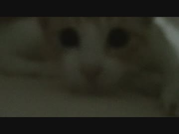 朝から布団に引きこもる干物猫ロビン