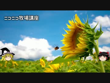 【牧場物語】リアルでもゲームでも牧場part37.5【ゆっくり実況】