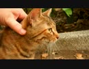 目のクリっとしたキジトラ