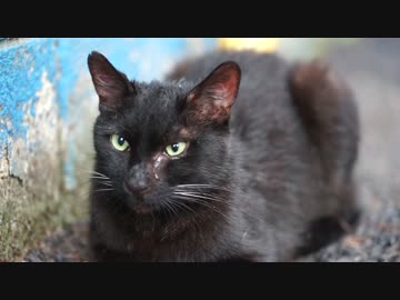 黒猫も濡れる街角