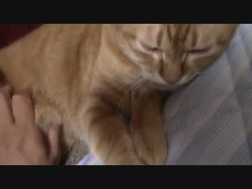 拾いねこ＠生後1171/1138日目　ホークス優勝おめでとう（予定）。