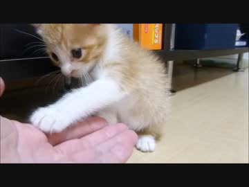 保護猫赤ちゃん、ゆ～っくり近づいてお手!!