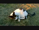 テンション高いパンダ猫