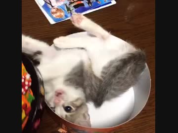 スカーとハロウィン！(早い)