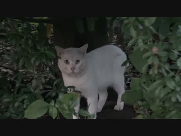 白猫の多い猫の集いに紛れてみた