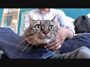 【里親募集】僕と契約して飼い主になってよ。【ルソー君編】