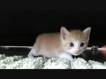 保護猫赤ちゃん、ず～～っとついてくる