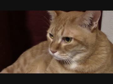 拾いねこ＠生後1172/1139日目　りりｃ