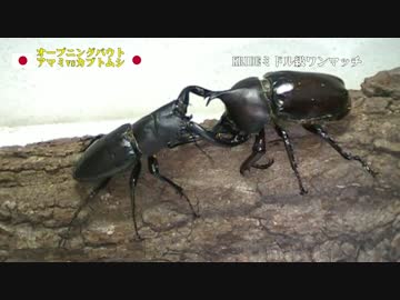 【ヘビー級GP】KRIDE.31【準決勝】